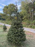 9' 3" Choose and Cut Norway Spruce, 41" Base