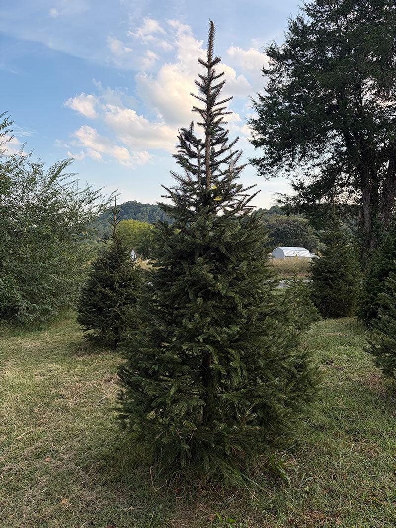 9' 3" Choose and Cut Norway Spruce, 41" Base