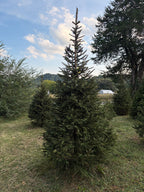 9' 3" Choose and Cut Norway Spruce, 41" Base