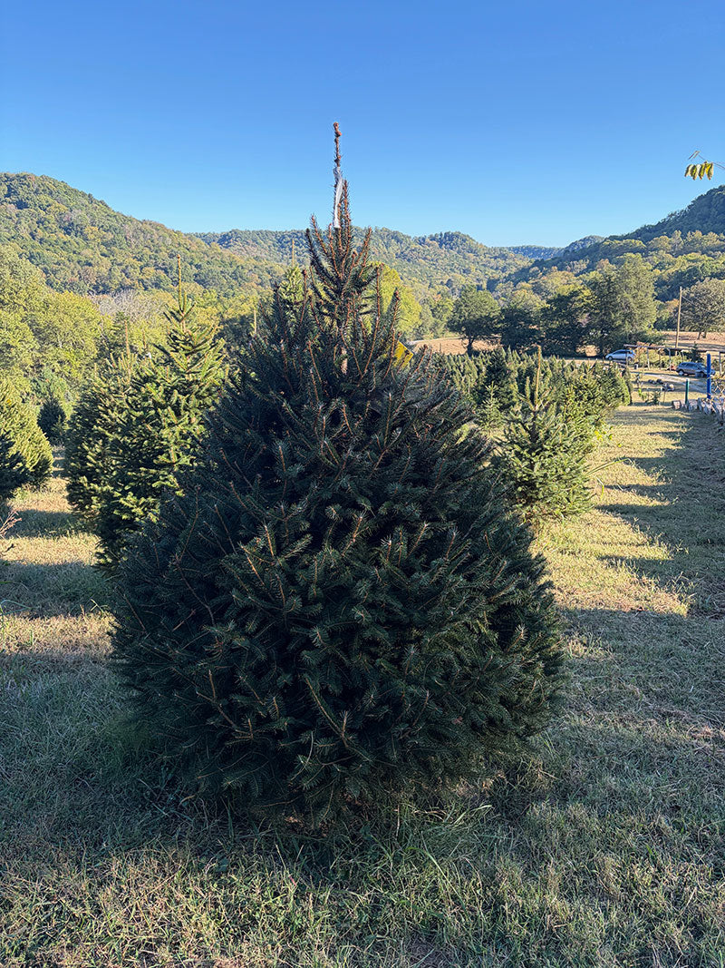 6' 6" Choose and Cut Norway Spruce, 56" Base