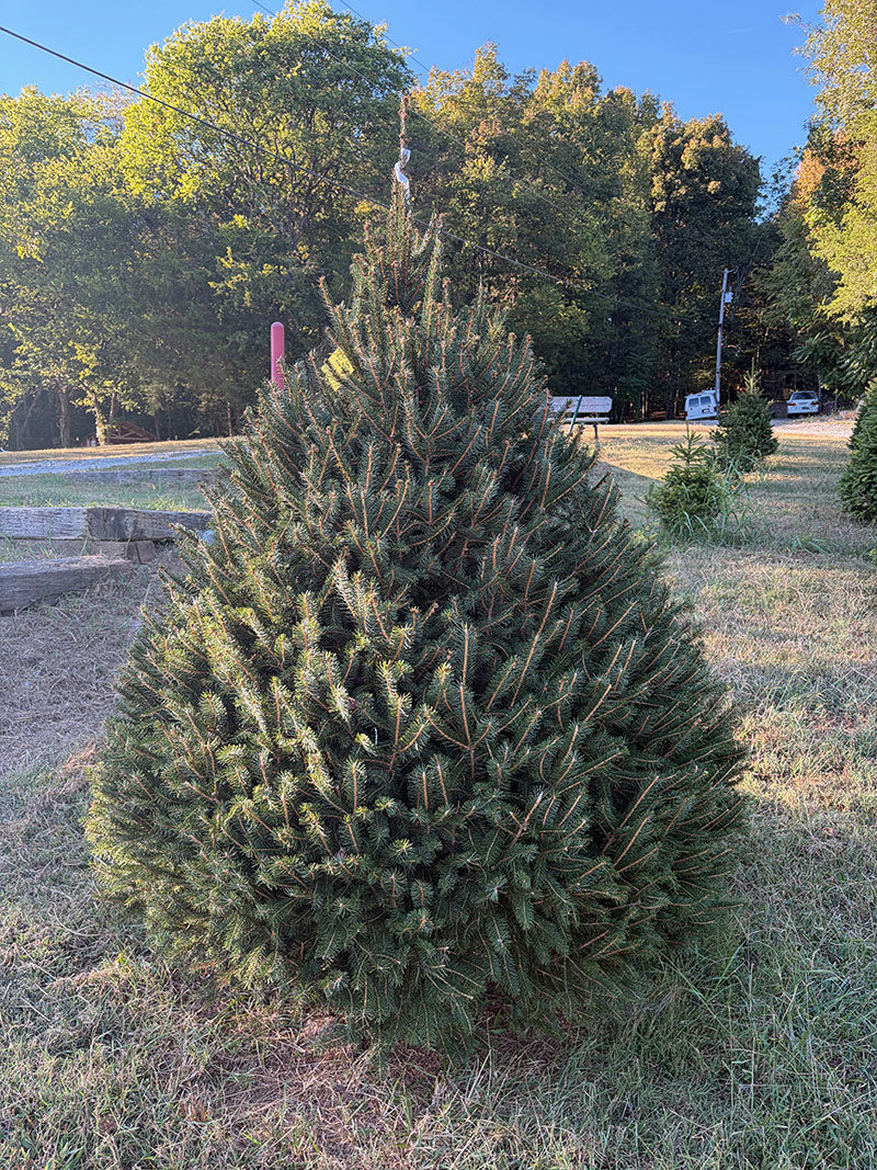 6' 6" Choose and Cut Norway Spruce, 56" Base