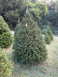 6' 11" Choose and Cut Norway Spruce, 54" Base