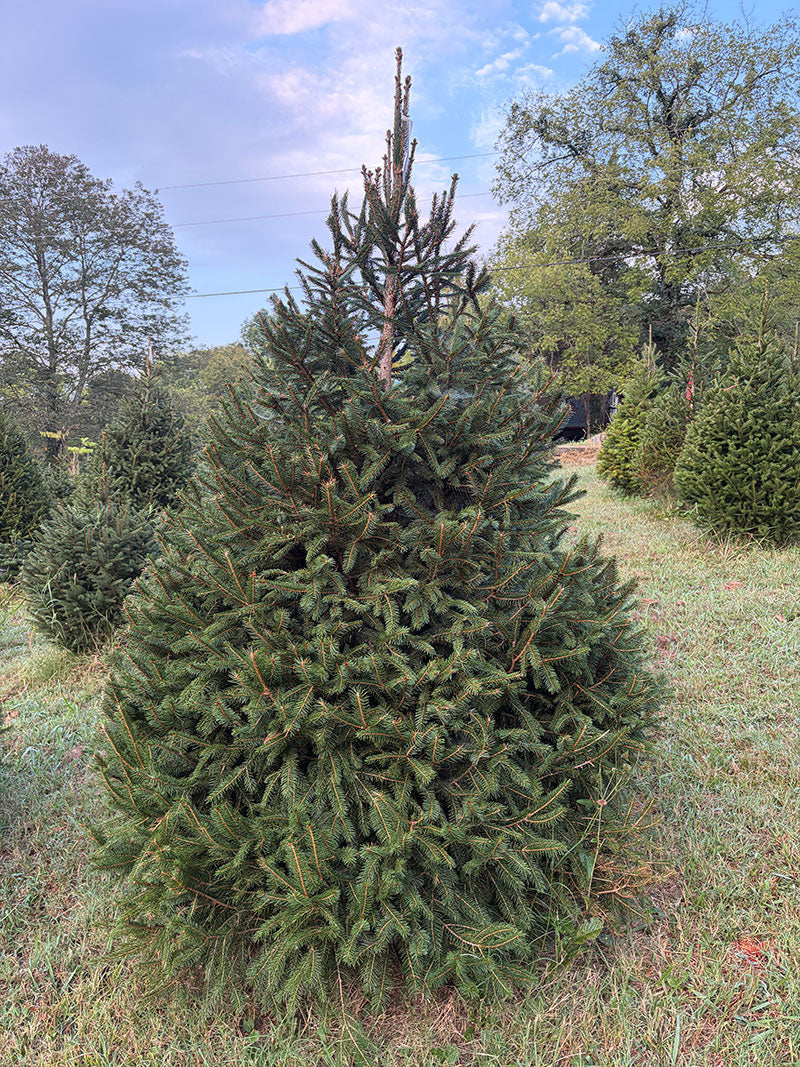 6' 11" Choose and Cut Norway Spruce, 54" Base