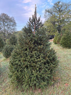 6' 11" Choose and Cut Norway Spruce, 54" Base