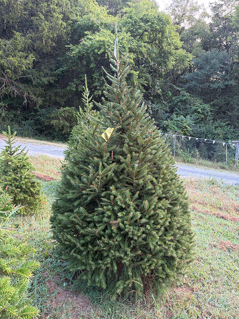 7' 3" Choose and Cut Norway Spruce, 48" Base