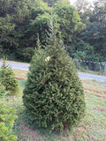 7' 3" Choose and Cut Norway Spruce, 48" Base