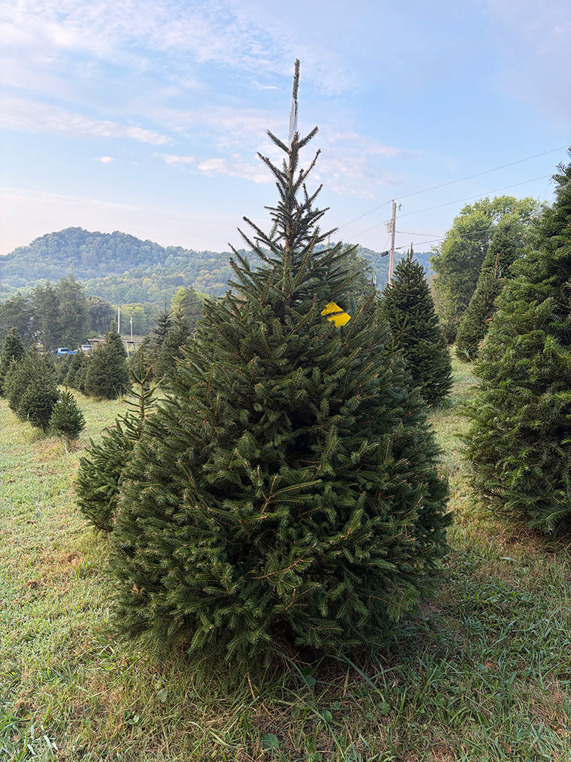 7' 3" Choose and Cut Norway Spruce, 48" Base