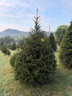 7' 3" Choose and Cut Norway Spruce, 48" Base