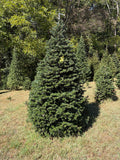 8' 1" Choose and Cut Turkish Fir, 45" Base