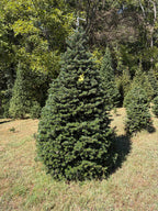 8' 1" Choose and Cut Turkish Fir, 45" Base