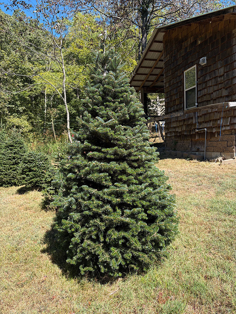 8' 1" Choose and Cut Turkish Fir, 45" Base