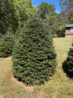 6' 11" Choose and Cut Turkish Fir, 51" Base