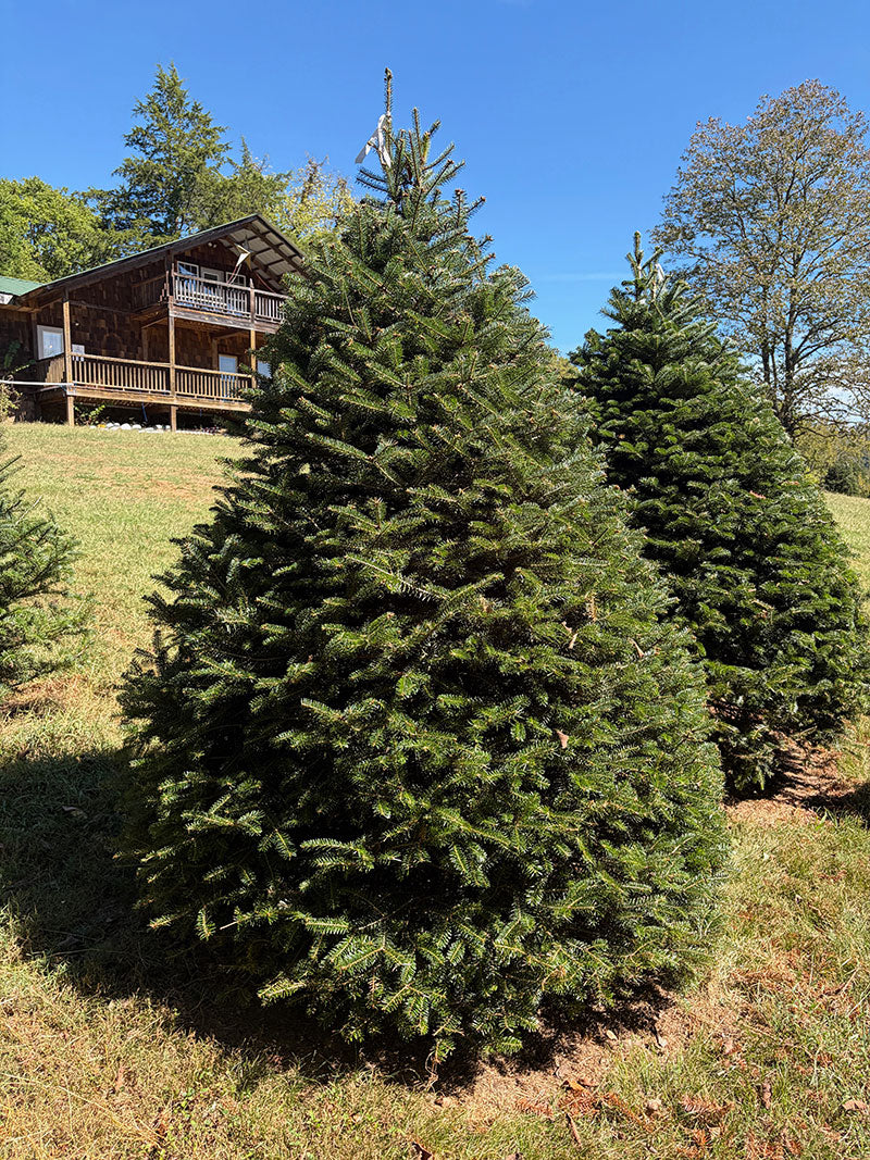 6' 11" Choose and Cut Turkish Fir, 51" Base