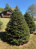 6' 11" Choose and Cut Turkish Fir, 51" Base