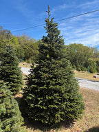 8'11" Choose and Cut Turkish Fir, 66" Base