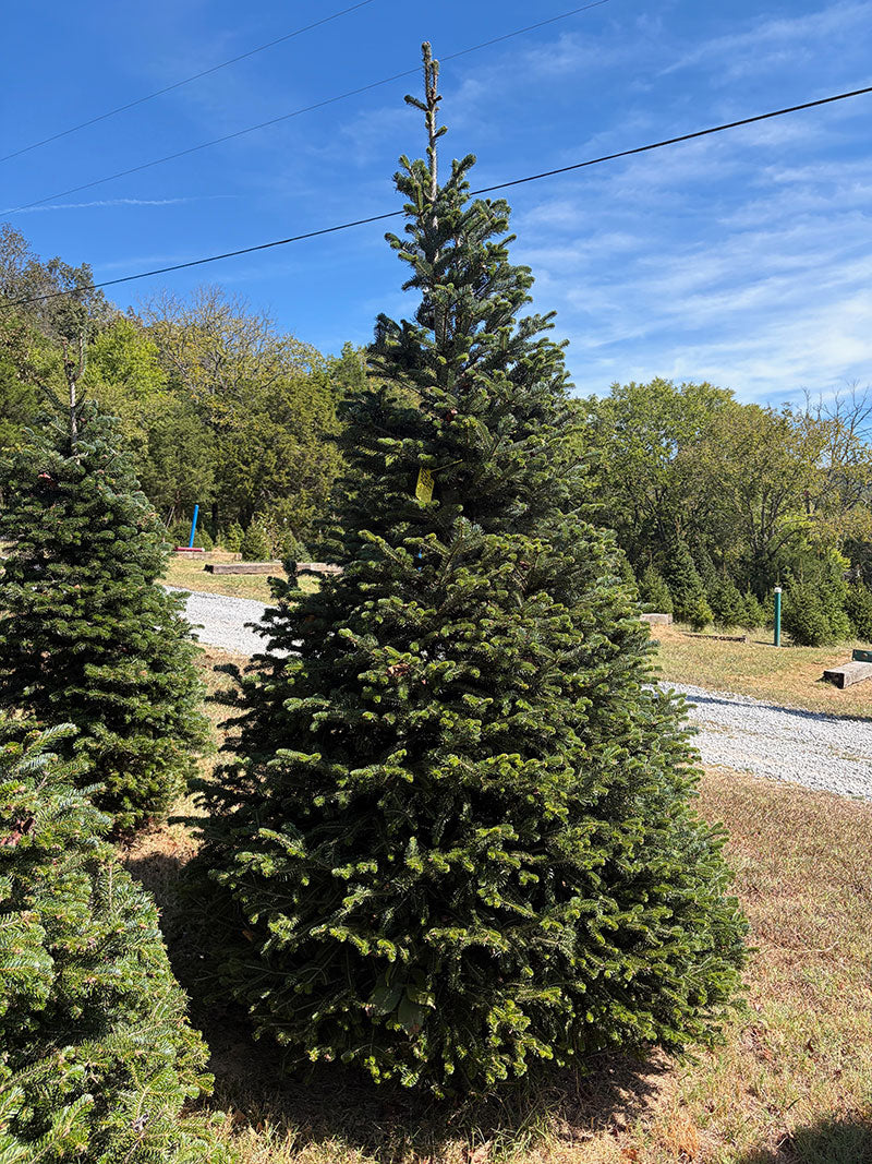 8'11" Choose and Cut Turkish Fir, 66" Base