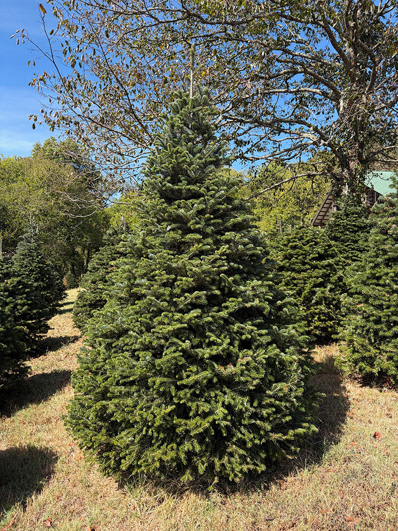 8'11" Choose and Cut Turkish Fir, 66" Base