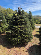 6' 2" Choose and Cut Turkish Fir, 62" Base