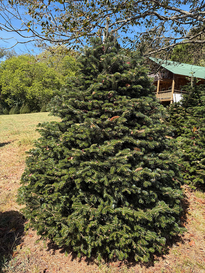 6' 2" Choose and Cut Turkish Fir, 62" Base
