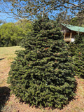 6' 2" Choose and Cut Turkish Fir, 62" Base