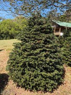 6' 2" Choose and Cut Turkish Fir, 62" Base