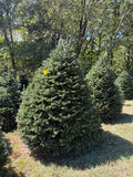 7' 1" Choose and Cut Turkish Fir, 59" Base