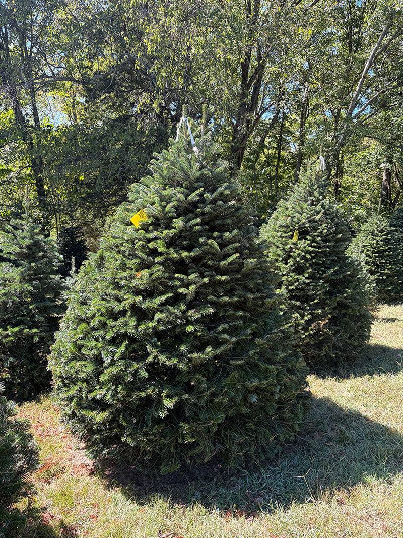 7' 1" Choose and Cut Turkish Fir, 59" Base