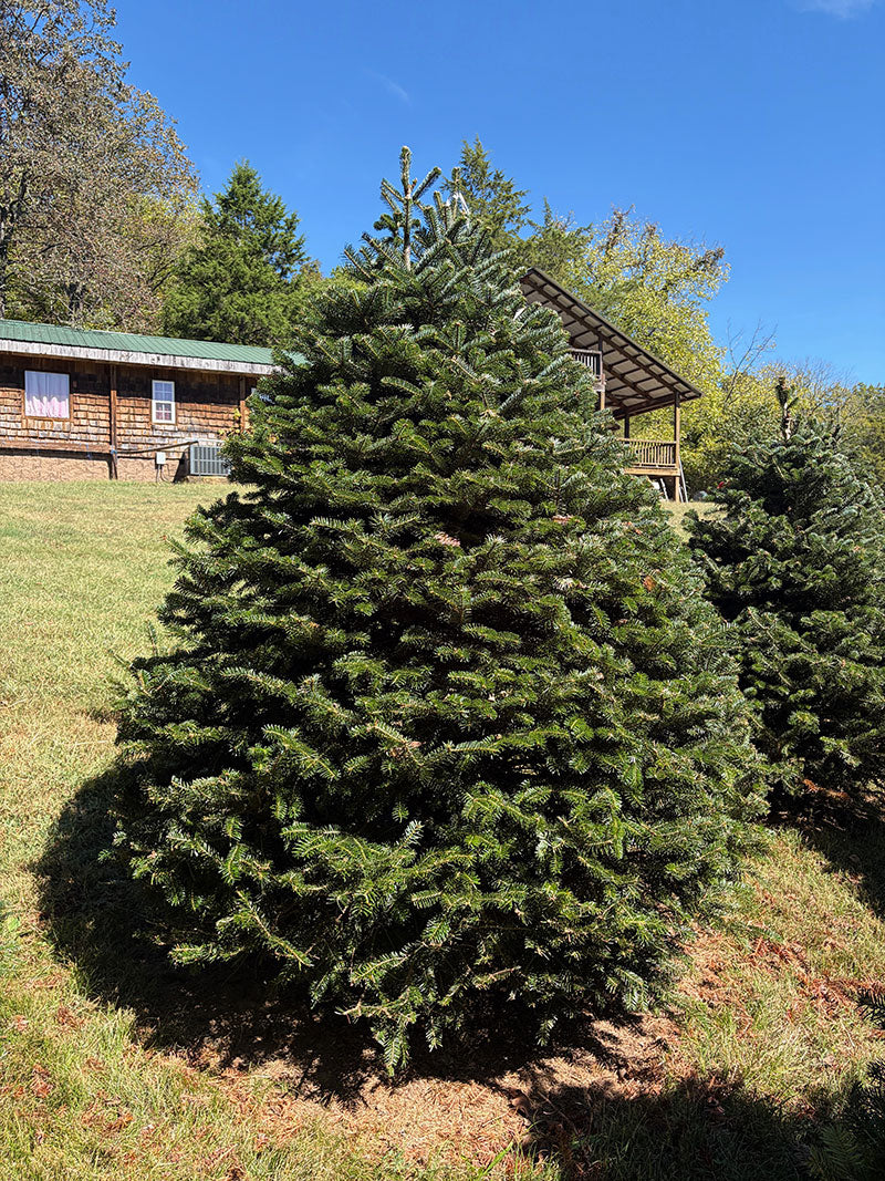 7' 1" Choose and Cut Turkish Fir, 59" Base