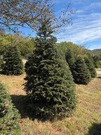 8' Choose and Cut Turkish Fir, 57" Base