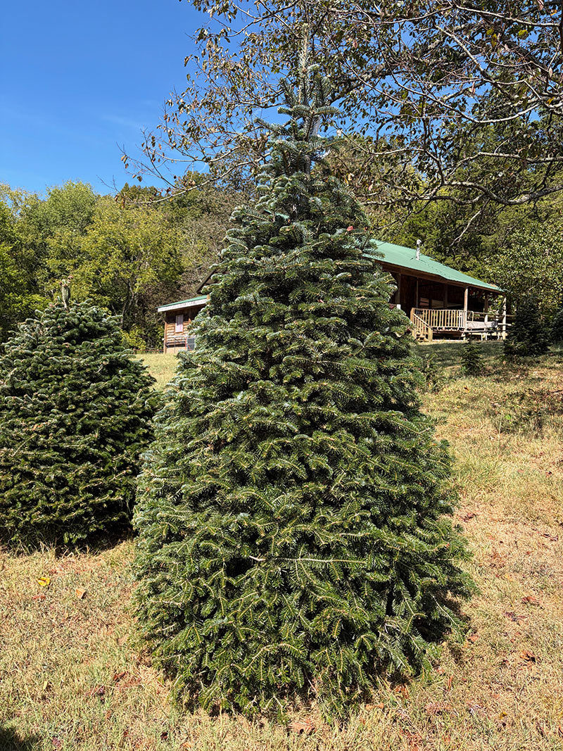 8' Choose and Cut Turkish Fir, 57" Base