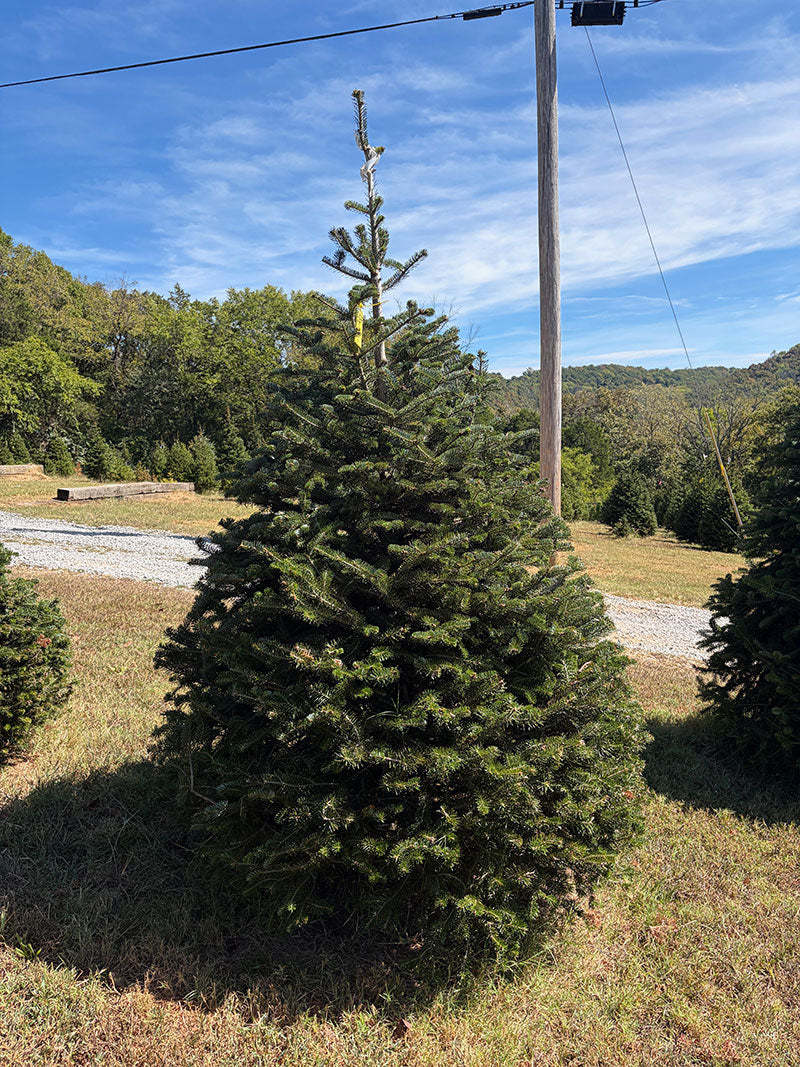 7' 8" Choose and Cut Turkish Fir, 62" Base