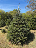 7' 8" Choose and Cut Turkish Fir, 62" Base