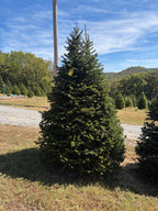 8' 1" Choose and Cut Turkish Fir, 65" Base