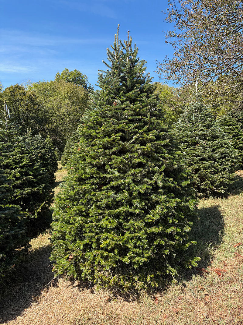 8' 1" Choose and Cut Turkish Fir, 65" Base