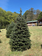 8' 6" Choose and Cut Turkish Fir, 53" Base