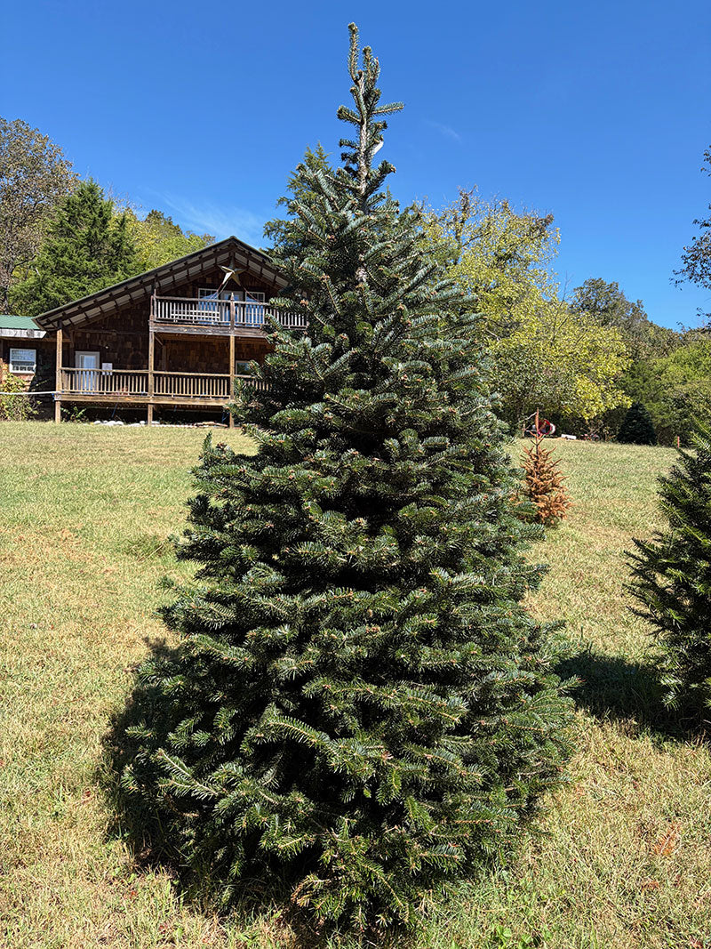 8' 6" Choose and Cut Turkish Fir, 53" Base