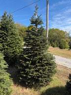 8' 1" Choose and Cut Turkish Fir, 57" Base