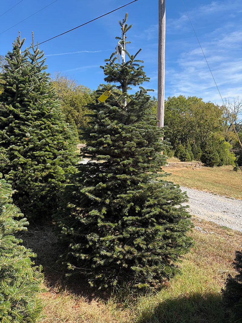 8' 1" Choose and Cut Turkish Fir, 57" Base