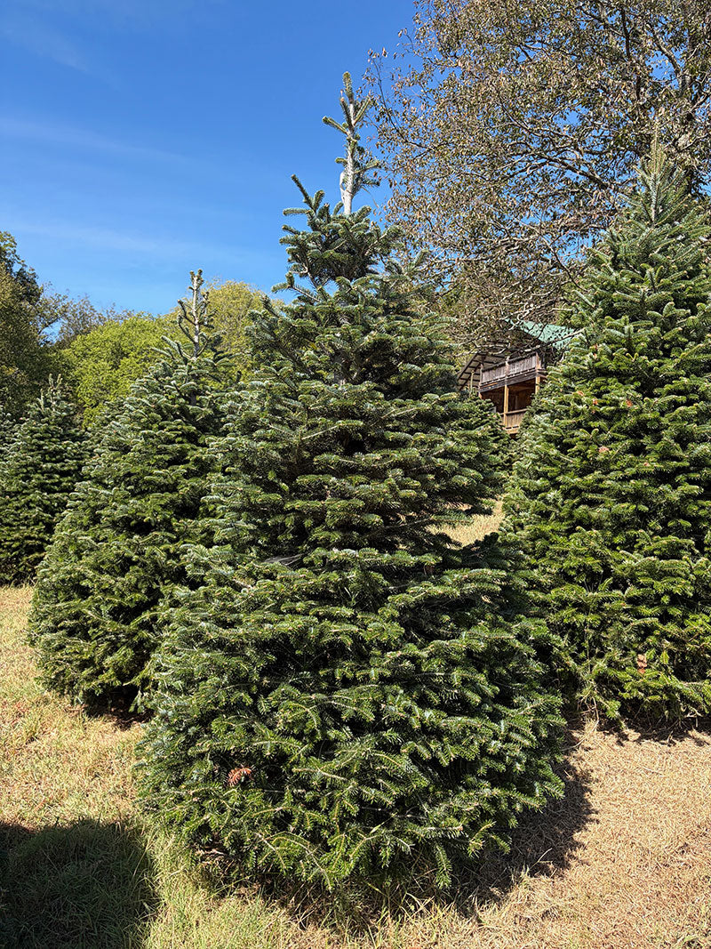 8' 1" Choose and Cut Turkish Fir, 57" Base