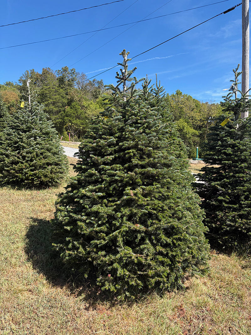 7' 2" Choose and Cut Turkish Fir, 64" Base