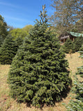 7' 2" Choose and Cut Turkish Fir, 64" Base