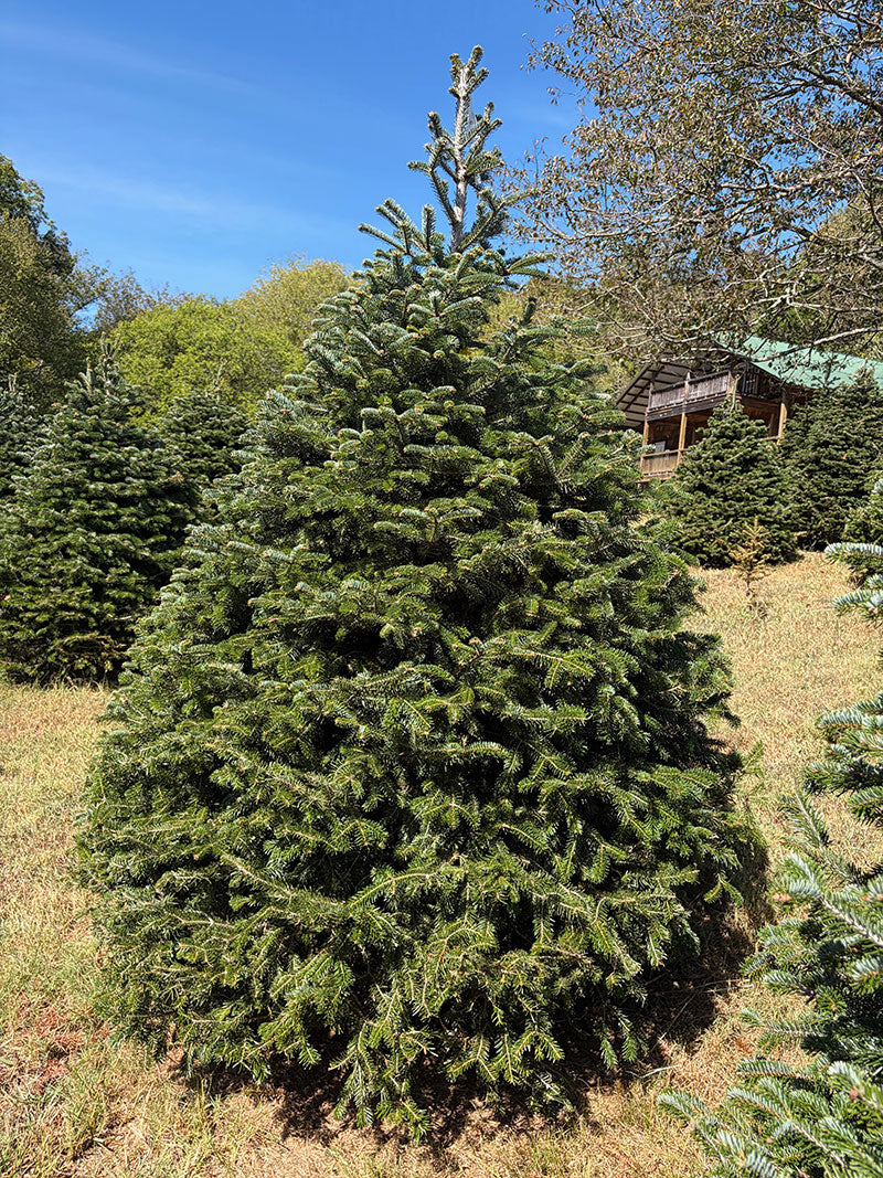 7' 2" Choose and Cut Turkish Fir, 64" Base