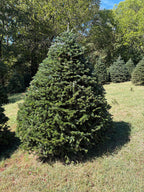 7' 8" Choose and Cut Turkish Fir, 67" Base