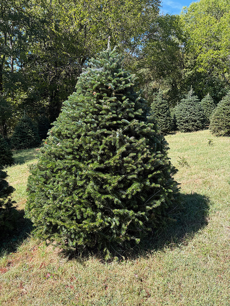 7' 8" Choose and Cut Turkish Fir, 67" Base