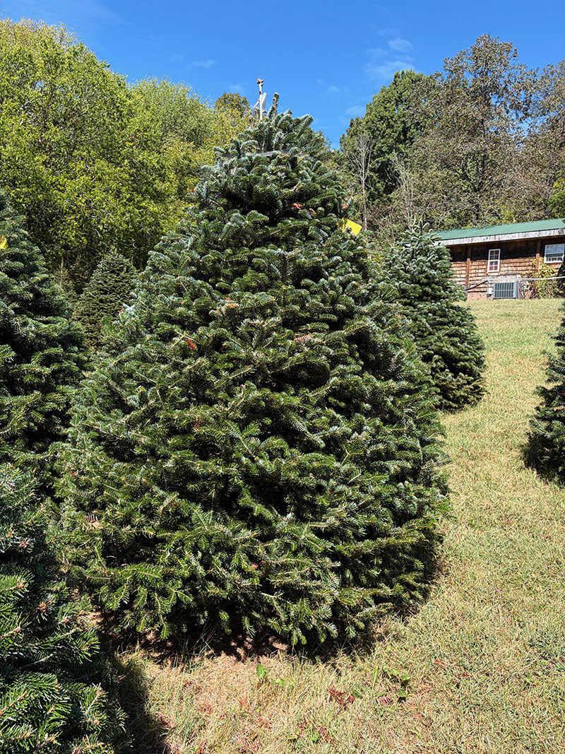 7' 8" Choose and Cut Turkish Fir, 67" Base