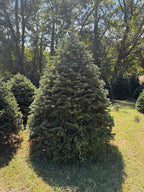 8' 4" Choose and Cut Turkish Fir, 55" Base