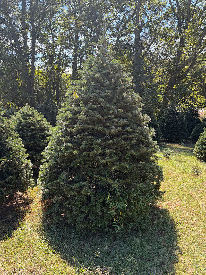 8' 4" Choose and Cut Turkish Fir, 55" Base