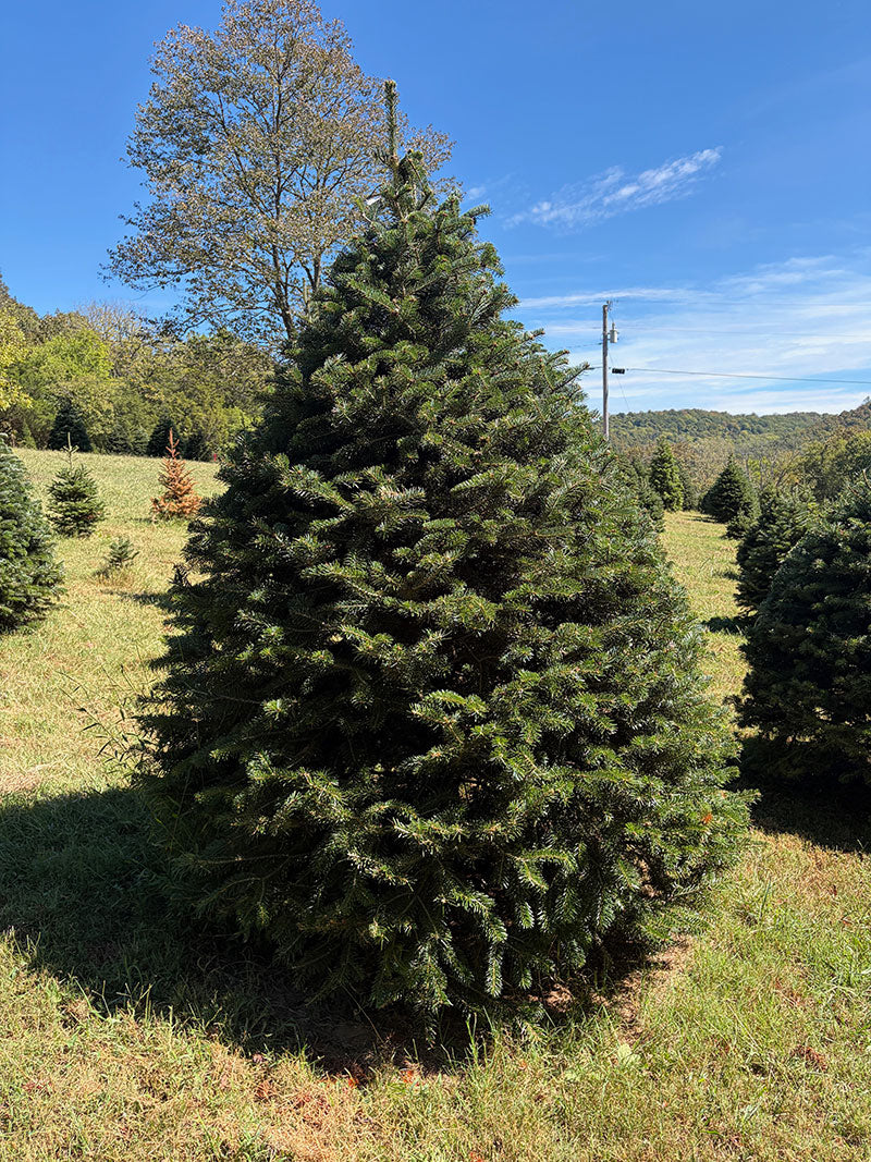 8' 4" Choose and Cut Turkish Fir, 55" Base