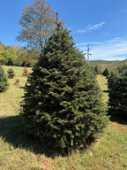 8' 4" Choose and Cut Turkish Fir, 55" Base