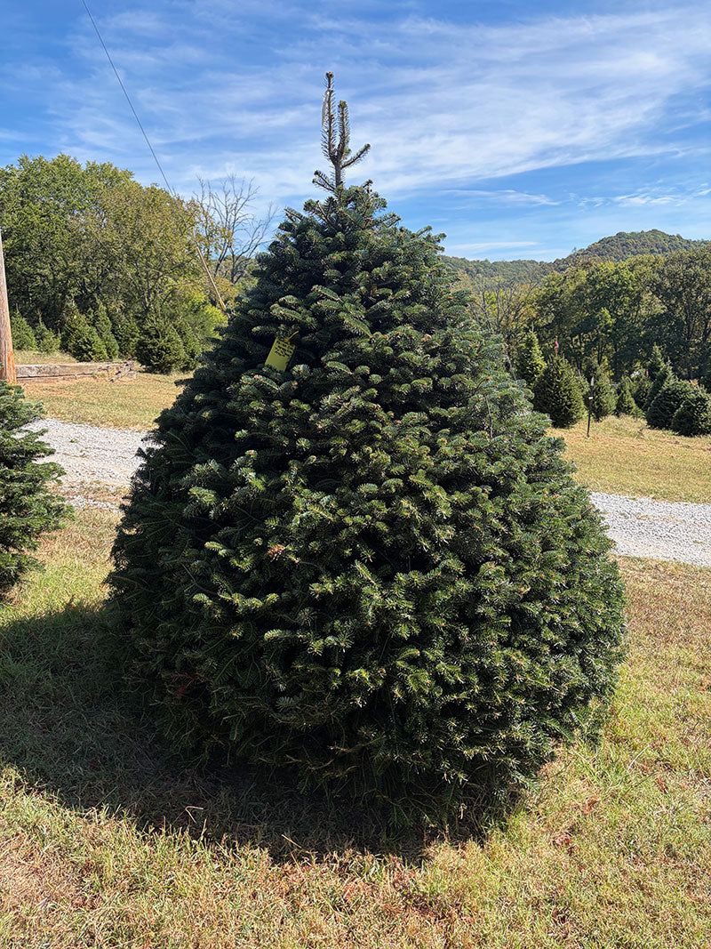 7' 6" Choose and Cut Turkish Fir, 76" Base